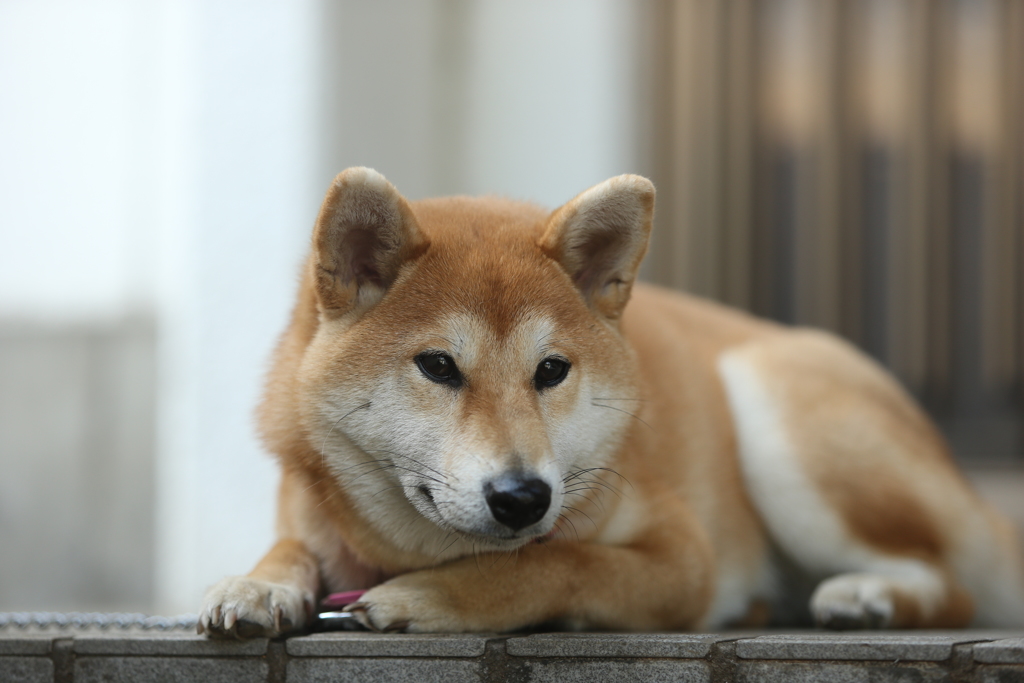どことなく寂しそう