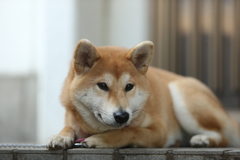 どことなく寂しそう