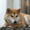 どことなく寂しそう