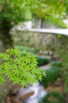 紅葉というよりも新緑