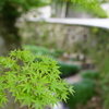 紅葉というよりも新緑
