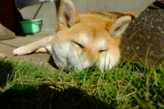 朝日をあびて