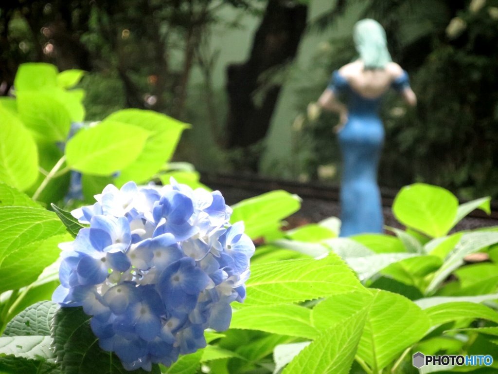 プリンセス・ハイドレンジｧ