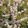花文字