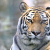 Eye of the Tiger