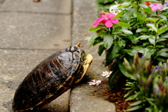 日日草とカメ