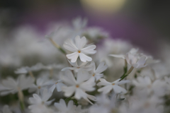 芝桜