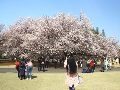 サクラ色のコート