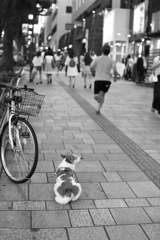 ワンコと自転車