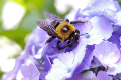 街中の花蜂