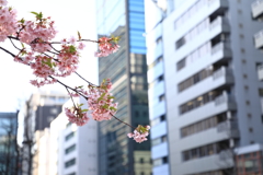 銀座の河津桜２