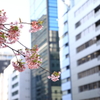 銀座の河津桜２