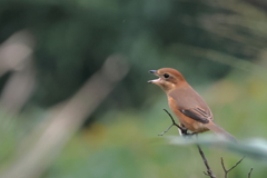 百舌子の高鳴き