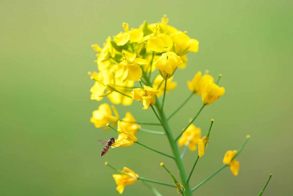 菜の花に