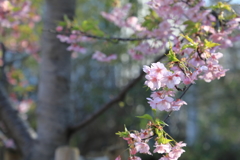 銀座の河津桜