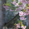 銀座の河津桜