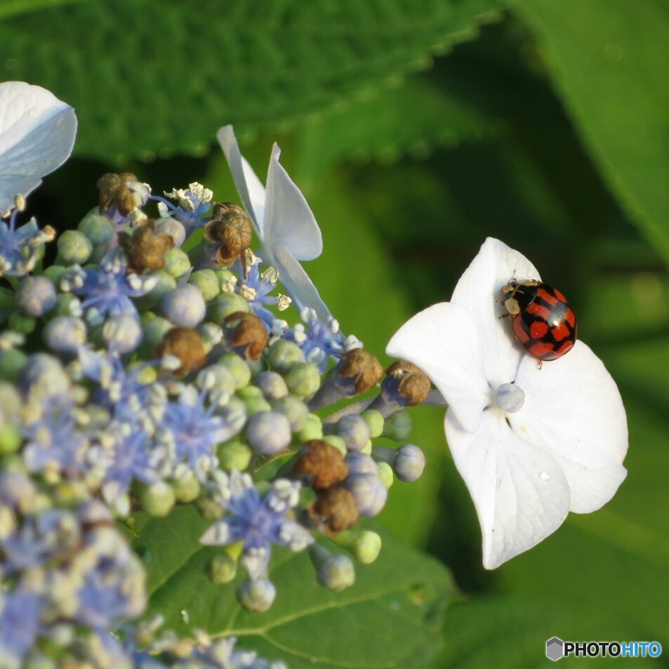 ササッとアジサイ &・・・。