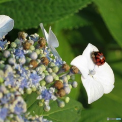 ササッとアジサイ &・・・。