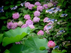 紫陽花に囲まれて・・・。