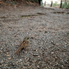 GRで野鳥撮り