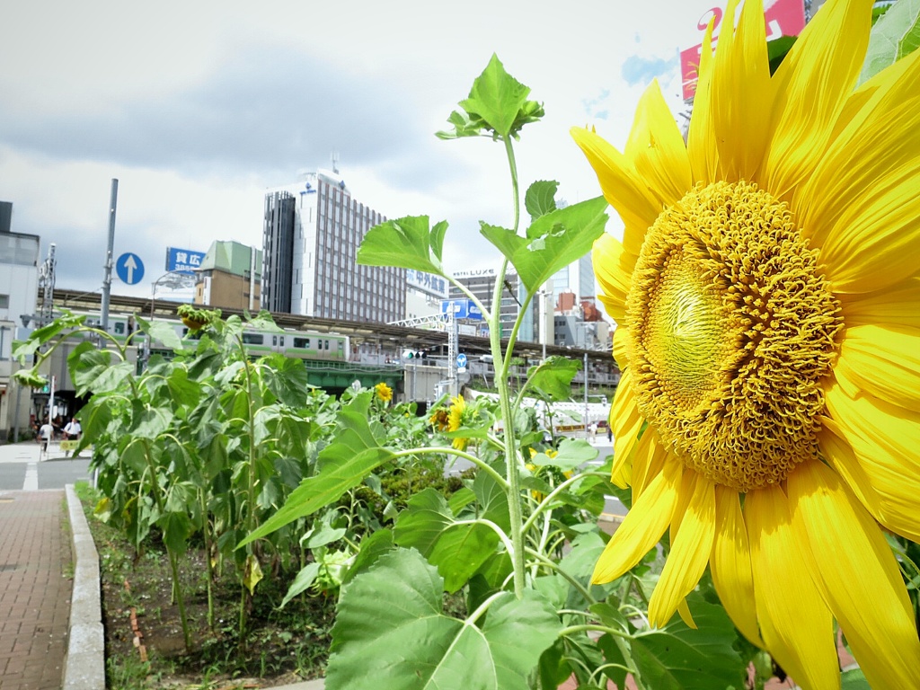 JR五反田駅前のヒマワリ(昼)