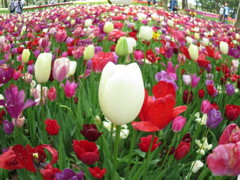 フィッシュアイモードでチューリップ