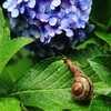 でんでん虫