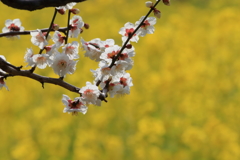 菜の花バック