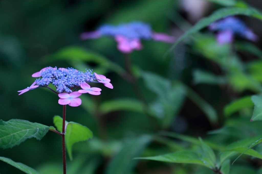 花笠