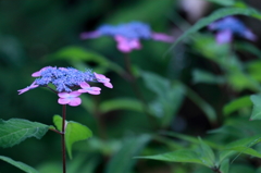 花笠