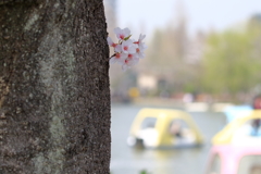 小桜