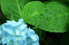 雨露