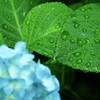 雨露