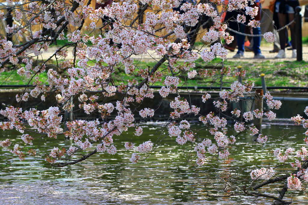 桜模様