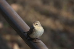 公園のニシオジロさん