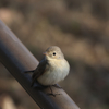 公園のニシオジロさん