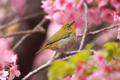 河津桜は、そろそろ終わり