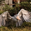怪鳥