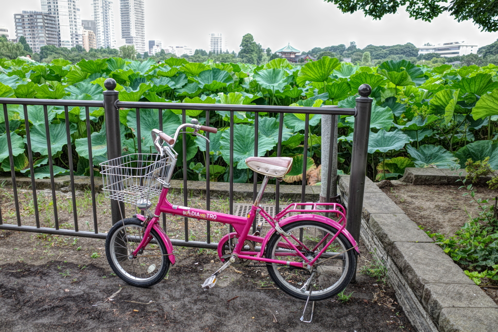 蓮色の自転車
