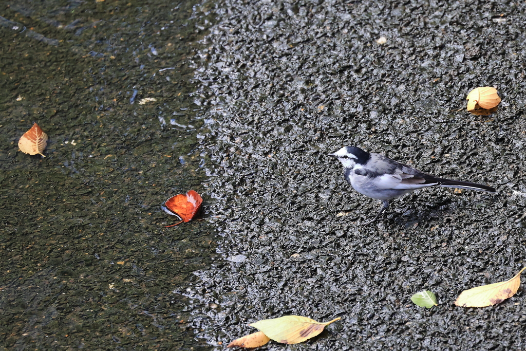 街中の野鳥