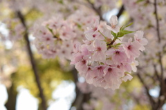 201704桜満開-3