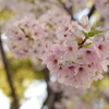 201704桜満開-3