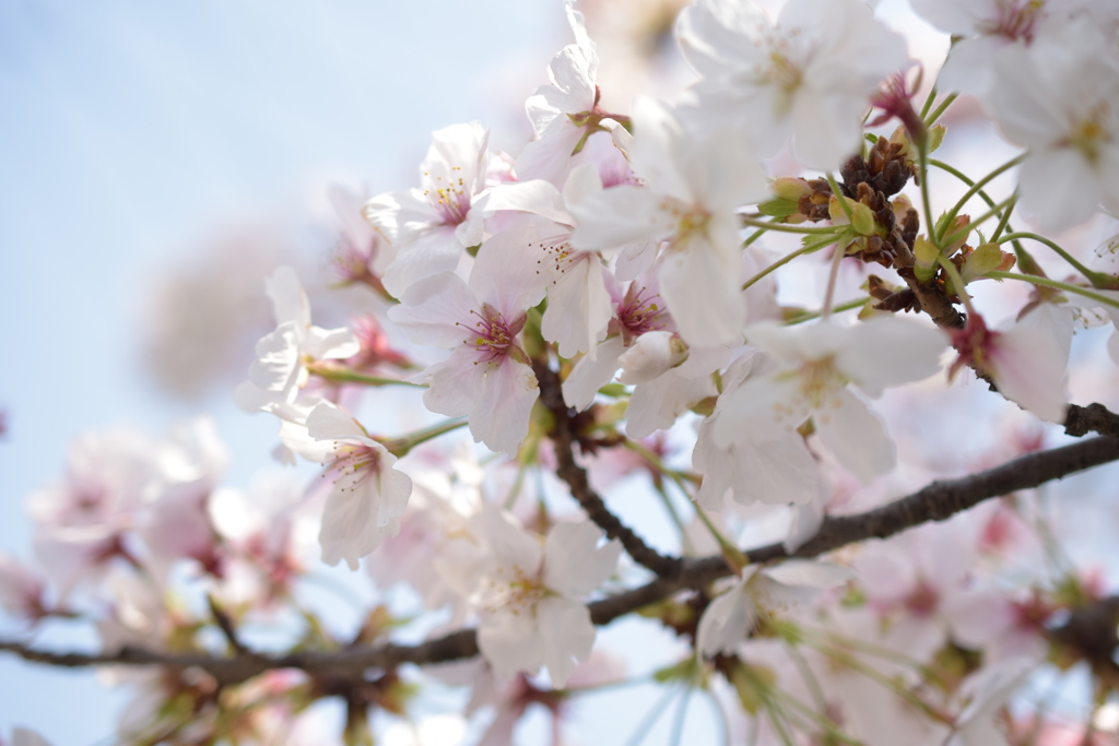 201704桜満開-1
