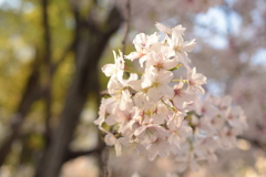 201704桜満開-2