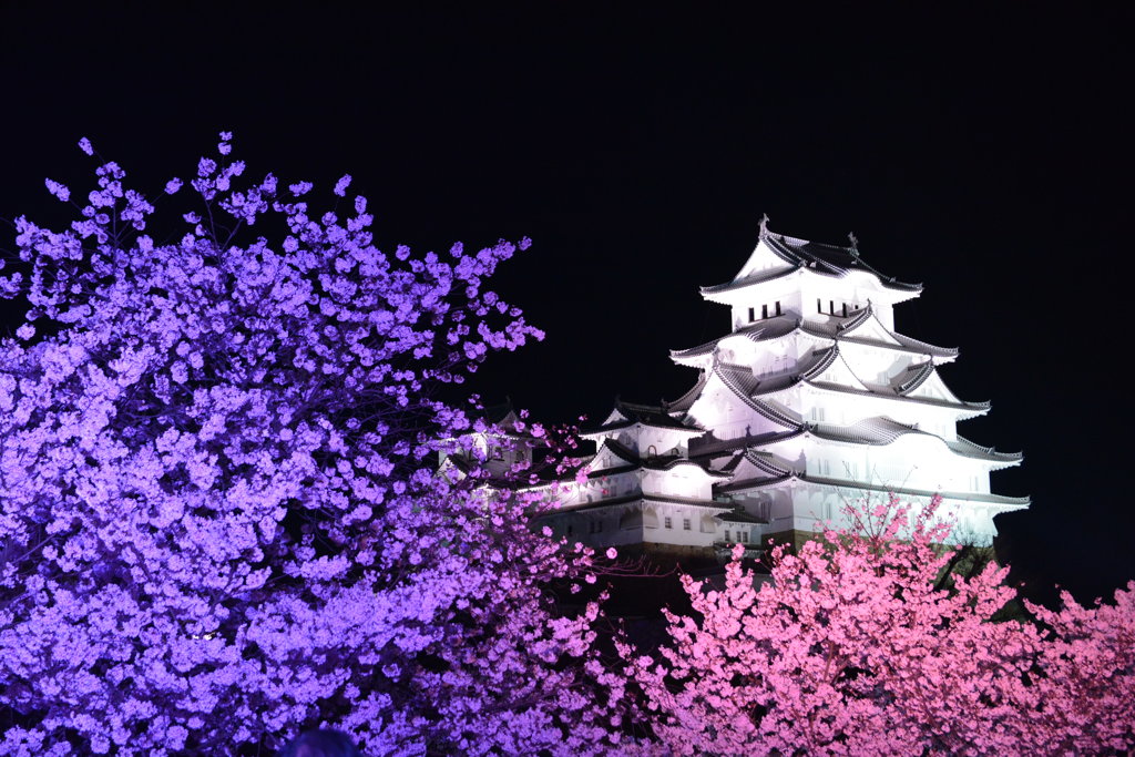 夜桜⑥