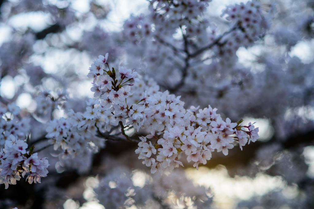 桜