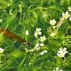梅花藻とトンボ
