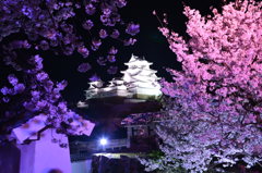夜桜⑦