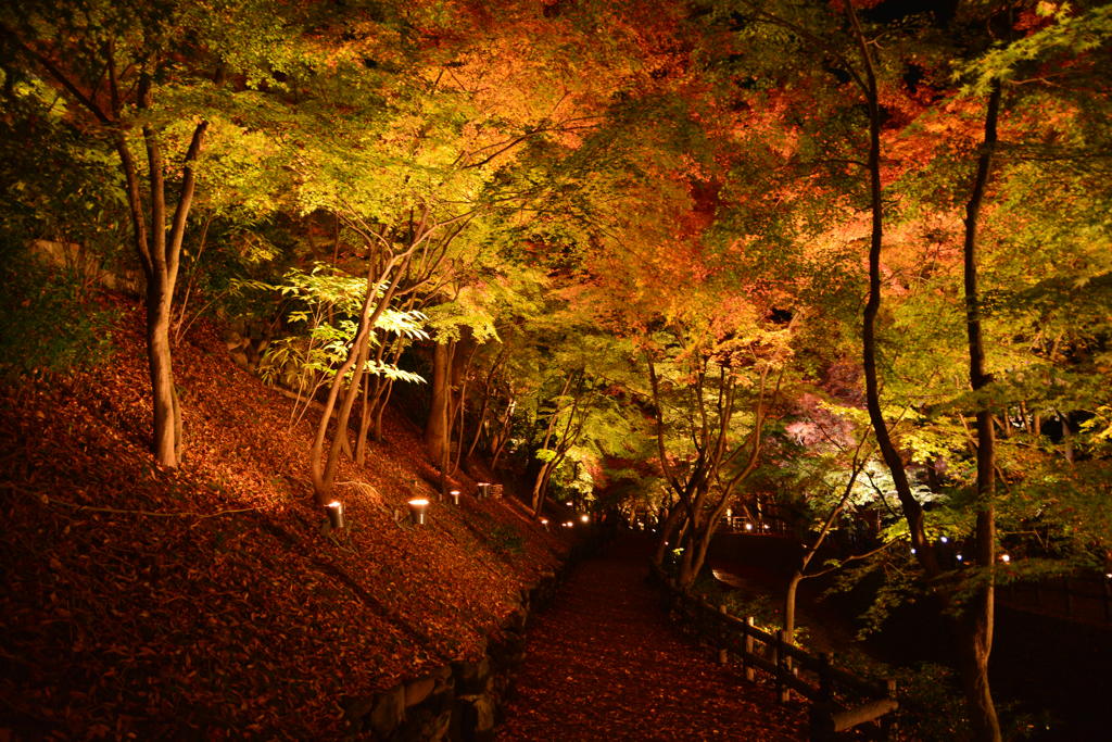 北野天満宮の紅葉