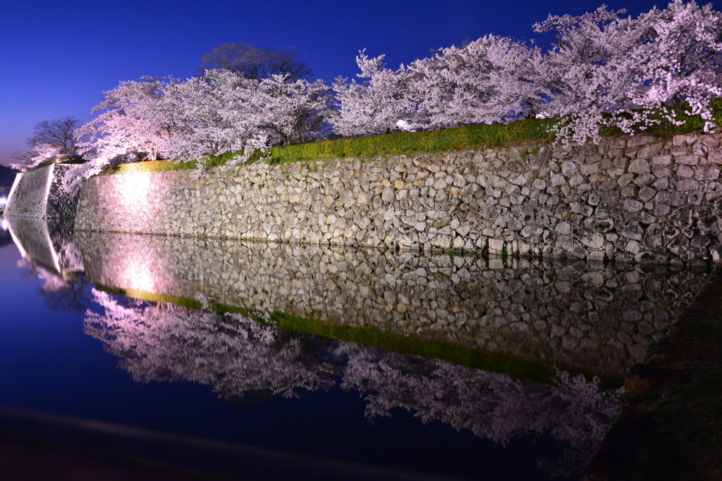 夜桜①